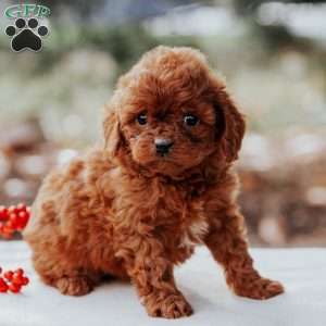 Tina, Cavapoo Puppy