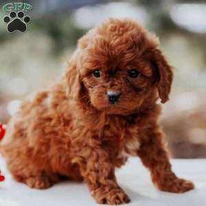 Tina, Cavapoo Puppy