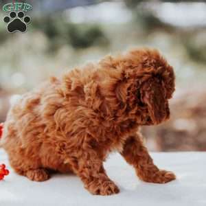 Tina, Cavapoo Puppy