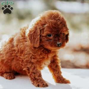 Tina, Cavapoo Puppy