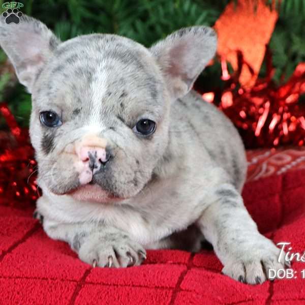 Tinsel, French Bulldog Puppy