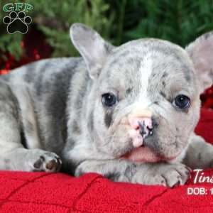 Tinsel, French Bulldog Puppy