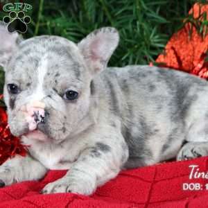 Tinsel, French Bulldog Puppy