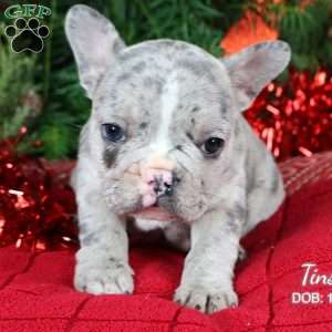 Tinsel, French Bulldog Puppy