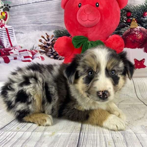 Jared, Australian Shepherd Puppy