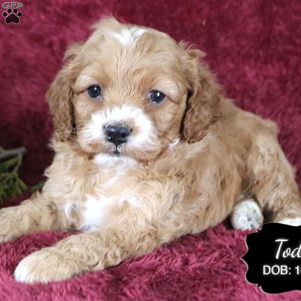 Todd, Cockapoo Puppy