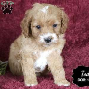 Todd, Cockapoo Puppy