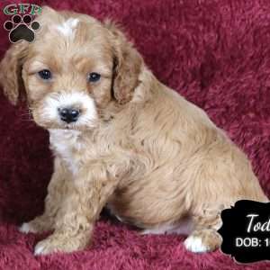 Todd, Cockapoo Puppy