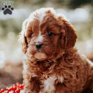 Tommy, Cavapoo Puppy