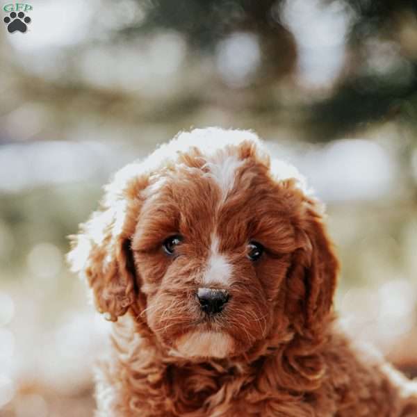 Tommy, Cavapoo Puppy