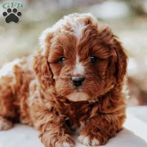 Tommy, Cavapoo Puppy