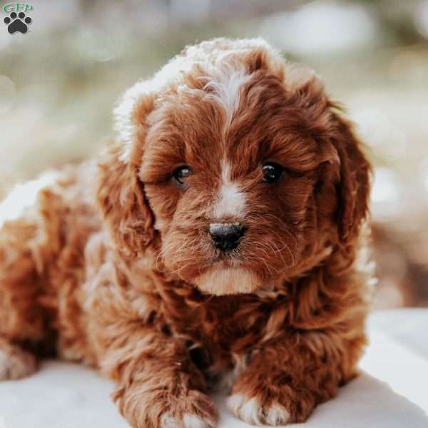 Tommy, Cavapoo Puppy