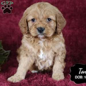 Tony, Cockapoo Puppy