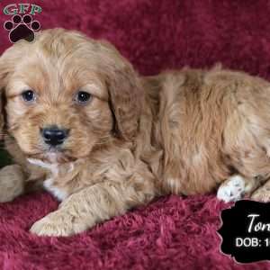 Tony, Cockapoo Puppy