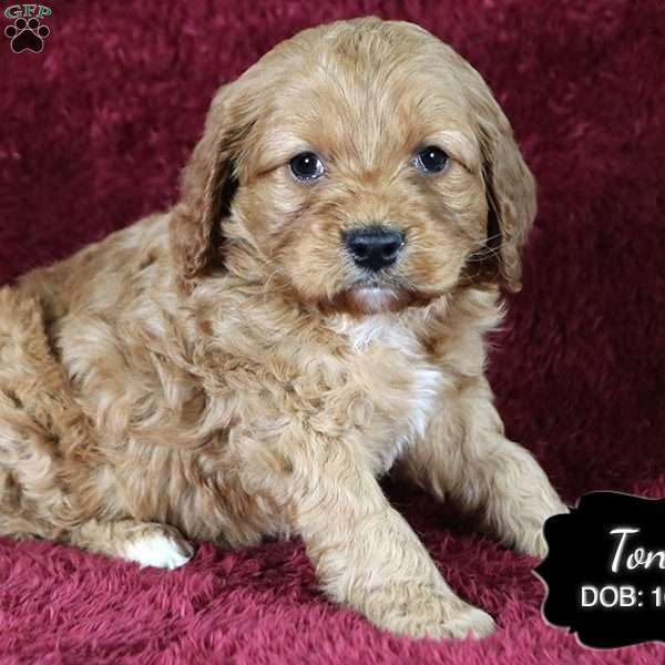 Tony, Cockapoo Puppy