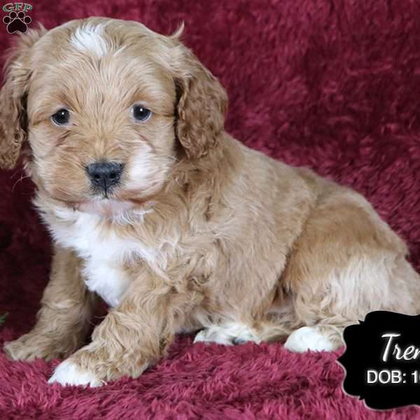 Trent, Cockapoo Puppy