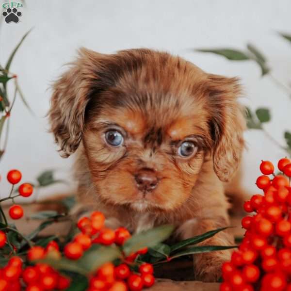 Trisha, Cavalier King Charles Spaniel Puppy