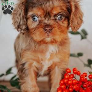 Trisha, Cavalier King Charles Spaniel Puppy