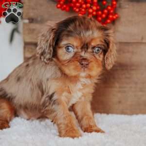 Trisha, Cavalier King Charles Spaniel Puppy