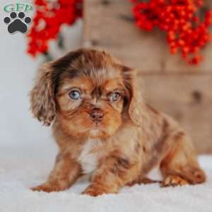 Trisha, Cavalier King Charles Spaniel Puppy