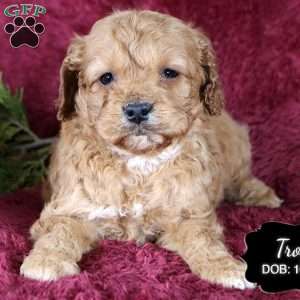 Troy, Cockapoo Puppy