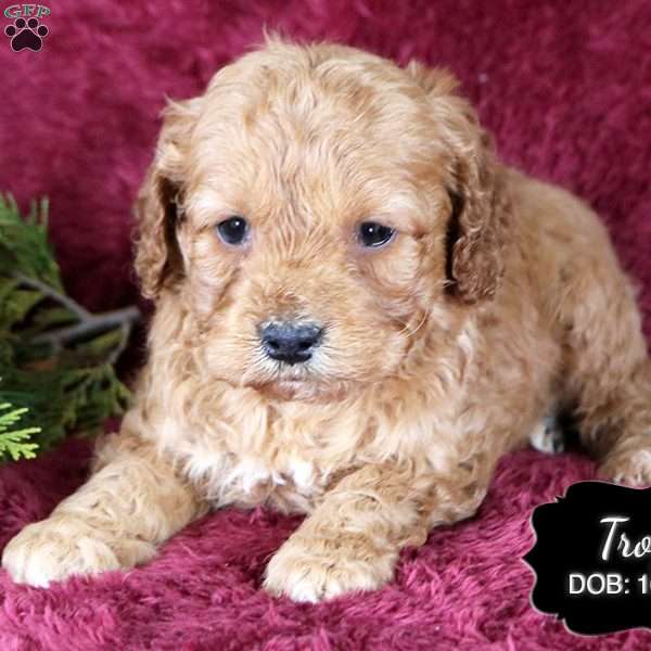 Troy, Cockapoo Puppy