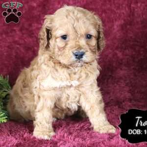 Troy, Cockapoo Puppy