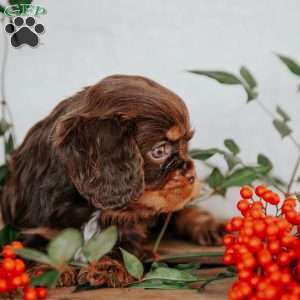 Tucker, Cavalier King Charles Spaniel Puppy