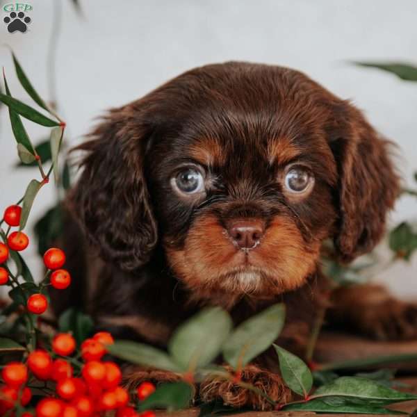 Tucker, Cavalier King Charles Spaniel Puppy