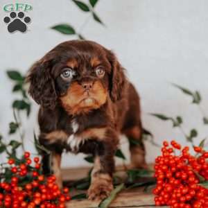 Tucker, Cavalier King Charles Spaniel Puppy