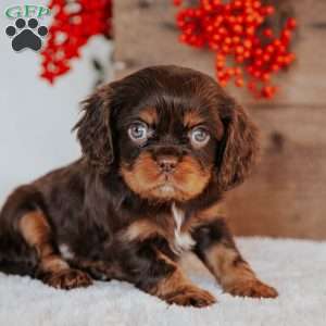 Tucker, Cavalier King Charles Spaniel Puppy