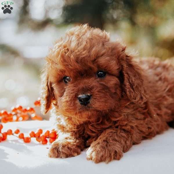 Tucker, Cavapoo Puppy