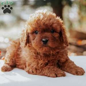 Tucker, Cavapoo Puppy