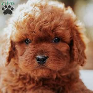 Tucker, Cavapoo Puppy