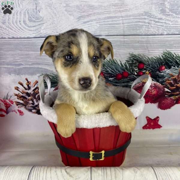 Jamin, Australian Shepherd Puppy