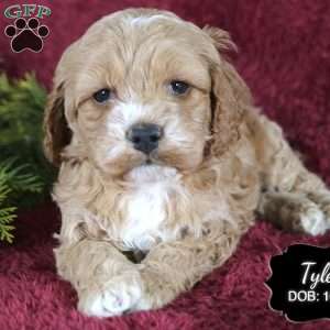 Tyler, Cockapoo Puppy