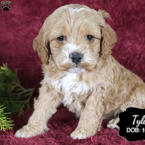 Tyler, Cockapoo Puppy