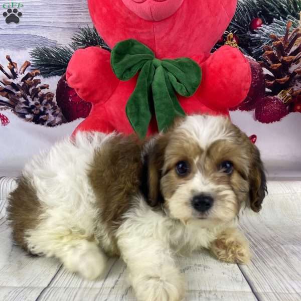 Zoe, Cavapoo Puppy