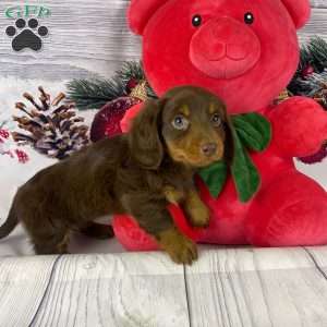 Dancer, Dachshund Puppy