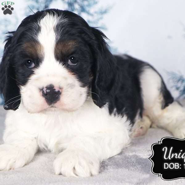 Unique, Cocker Spaniel Puppy