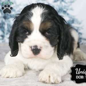 Unique, Cocker Spaniel Puppy