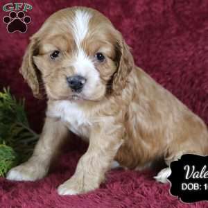 Valerie, Cocker Spaniel Puppy