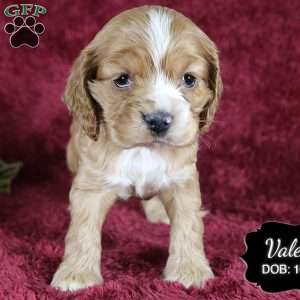 Valerie, Cocker Spaniel Puppy