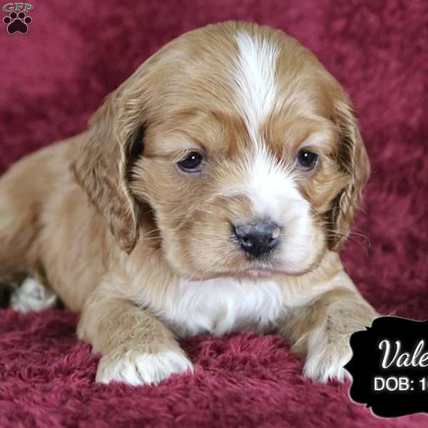 Valerie, Cocker Spaniel Puppy