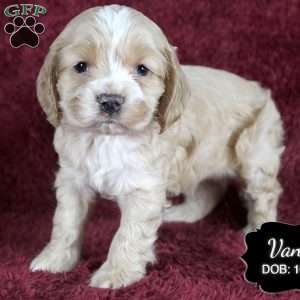 Vance, Cocker Spaniel Puppy