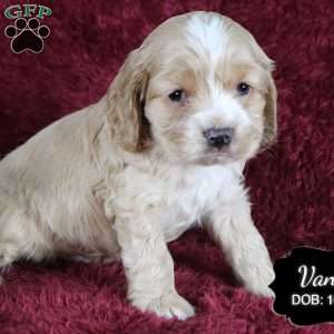 Vance, Cocker Spaniel Puppy