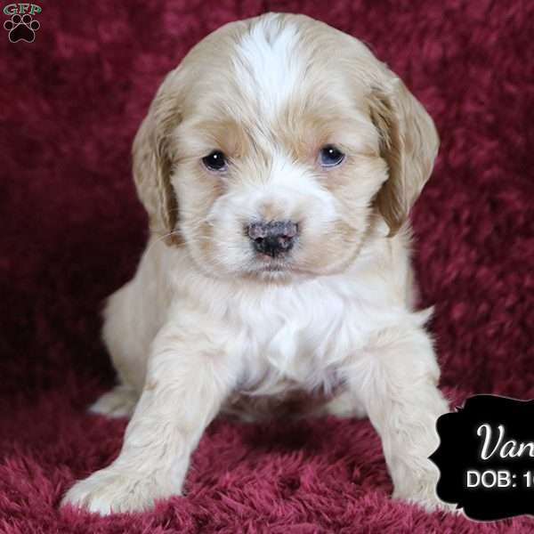 Vance, Cocker Spaniel Puppy