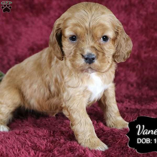 Vanessa, Cocker Spaniel Puppy