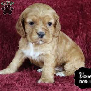 Vanessa, Cocker Spaniel Puppy