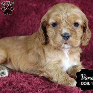 Vanessa, Cocker Spaniel Puppy